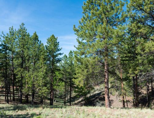 Help save 635,000 acres of remote land.