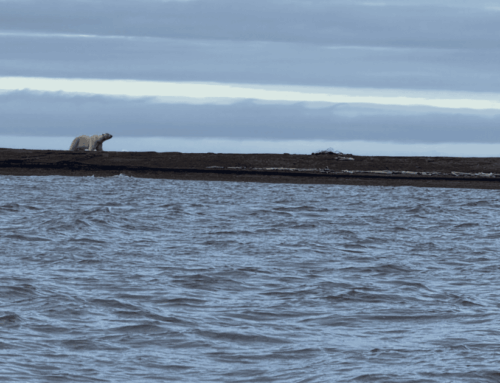 Bearikade Tested in the Arctic Wild